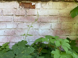 ivy on the wall