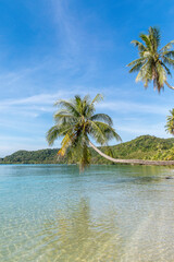 Fototapeta na wymiar palm trees on the beach, Koh Mak beach, Koh Mak Island , Thailand.