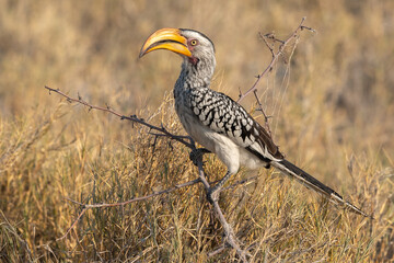 Southern Yellow-Billed Hornbill perching on the branch of a bush. Etosha National Park, Namibia.. - obrazy, fototapety, plakaty