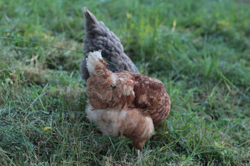 Chicken In The Green Grass