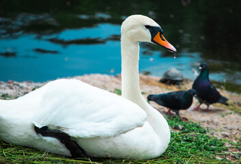 white Swan sitting on the shore of the lake with pigeons