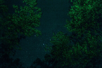 Fototapeta na wymiar Starry sky between green trees