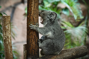 koala