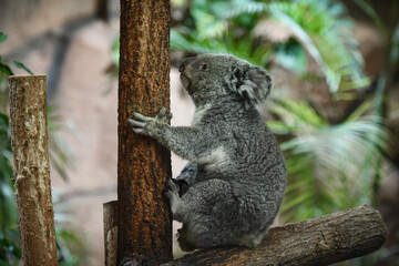 koala © AUFORT Jérome