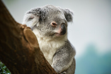 koala © AUFORT Jérome