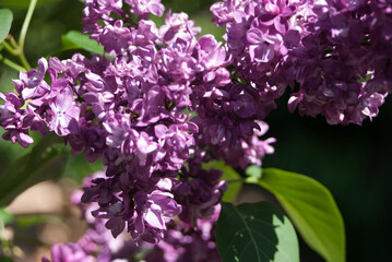 Naklejka premium lilas au printemps 