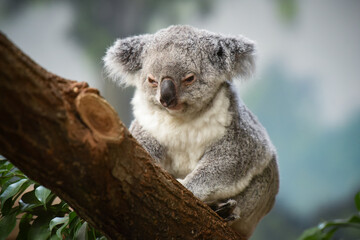 koala © AUFORT Jérome