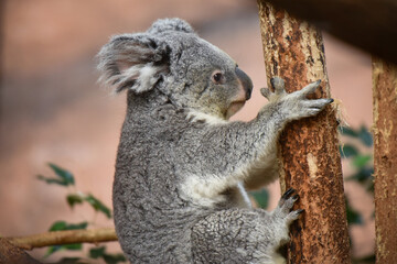 koala © AUFORT Jérome
