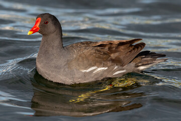 Picture-filling image of a swimming waterhen in profile view. 