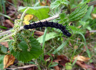 Chenille nnoire