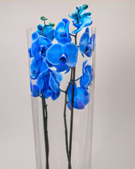 Painted blue Phalaenopsist moth orchid close up