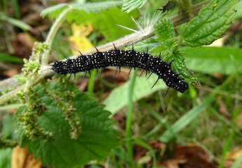 Chenille