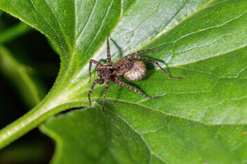 Naklejka premium Small spider sitting on a green leaf