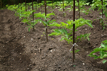 Young organic tomato seedlings grow in the ground. Tomato plants in the garden