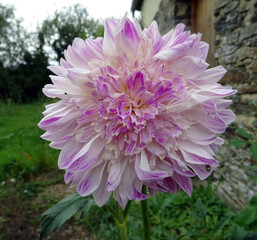 Dahlia japonais