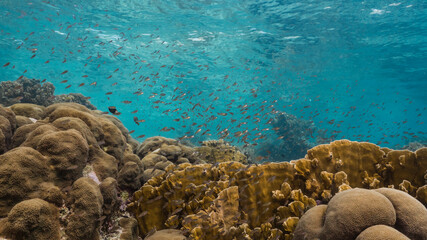 Seascape in shallow water of coral reef in Caribbean Sea / Curacao with fish, coral and sponge