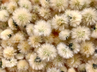 Obraz premium Background - small white fluffy balls of dandelions on the table.