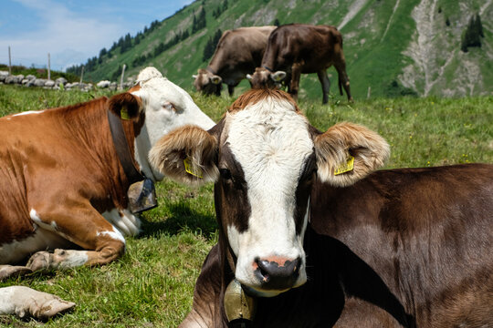 Close up from cows in the european alps, Vorarlberg, Austria, Europe