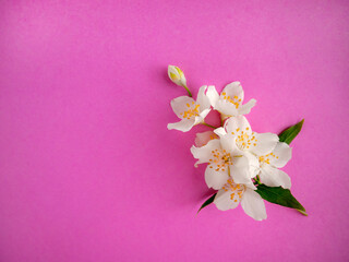 A small bouquet of delicate Jasmine flowers on a bright fuchsia paper background. boutonniere, copy space
