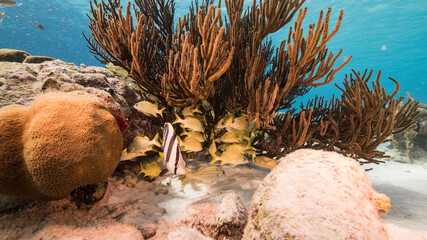 Seascape in turquoise water of coral reef in Caribbean Sea / Curacao with Grunt, coral and sponge