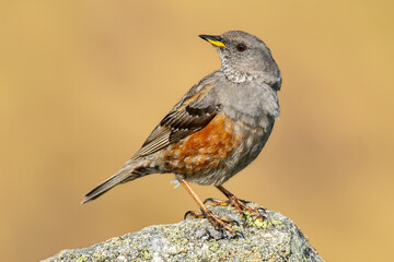 Alpine accentor (Prunella collaris), with beautiful yellow coloured background. Colorful song bird with orange feather sitting on the stone in the mountains. Wildlife scene from nature, Czech Republic