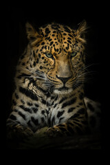 Fototapeta na wymiar Amur leopard (Panthera pardus orientalis), with beautiful dark background. Colorful endangered animal with yellow hair sitting on the ground in the forest. Wildlife scene from nature, China