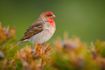 Common rosefinch (Carpodacus erythrinus), with beautiful green background. Colorful song bird with...