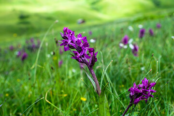 Obraz premium Close up view of an orchid flower Dactylorhiza majalis (Breitblättrige Knabenkraut) in the austrian alps, Vorarlberg, Austria, Europe