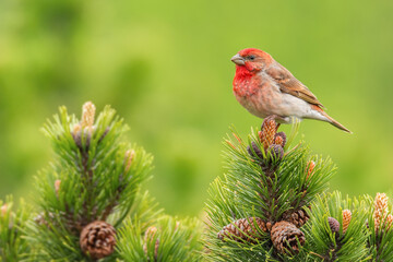 Common rosefinch (Carpodacus erythrinus), with beautiful green background. Colorful song bird with red feather sitting on the branch in the mountains. Wildlife scene from nature, Czech Republic