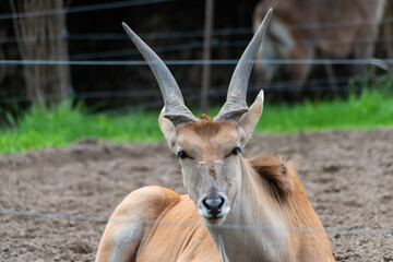 Common Eland (Taurotragus oryx) is the largest of the African antelope species.
