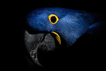 Hyacinth macaw (Anodorhynchus hyacinthinus), with beautiful dark background. Colorful rare bird with blue feather sitting on the branch in the forest. Wildlife scene from nature, Brazil © Simon Vasut