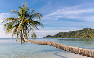 palm trees on the beach, Koh Mak beach, Koh Mak Island , Thailand.