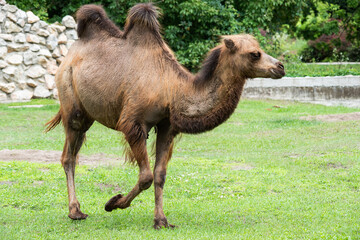 Bactrian Camel in the zoo