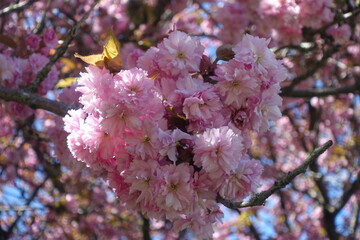 pink cherry blossoms