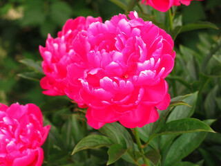 red lush peonies bloom elegantly in the garden in summer