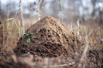 Ant hill of sand. Settlement of ants in the field. 