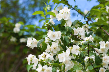 A branch of Jasmine with many flowers against a blue sky selective focus