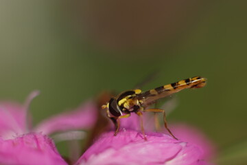 Pszczoła na różowym goździku - obrazy, fototapety, plakaty