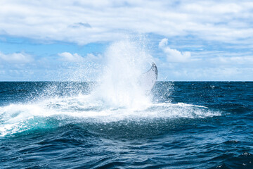 whales in the Atlantic ocean with a beautiful view