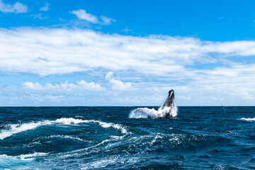 Fototapeta premium whales in the Atlantic ocean with a beautiful view