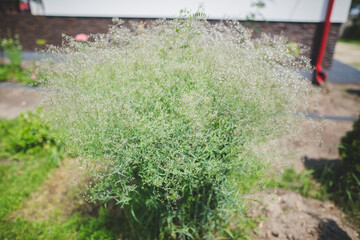 Gypsophila paniculata plant close up (Baby's Breath plant)