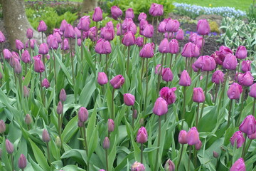 field of purple tulips