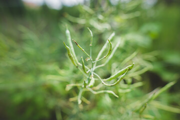 Kale biennial plant bolting (i.e. going to seed) iflowers in a home garden, to practice seed...