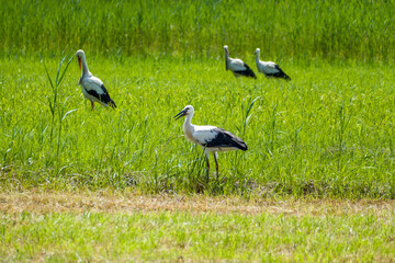 A group of storks (Ciconia ciconia) are walking on a green meadow