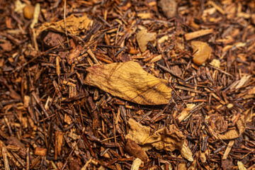 Macro from assorted tea leaves and fruits
