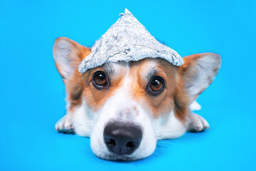 Funny welsh corgi pembroke dog with grim facial expression in foil hat lies on blue background,...
