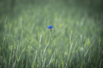 blue cornflower in a wheat field