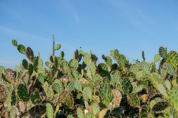 Cactus plant in the hill with blue background.