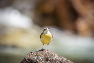 yellow wagtail / Motacilla flava on the rock in the river