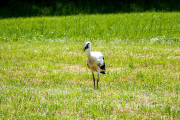 Obraz na płótnie Canvas Small stork (Ciconia ciconia) on a green meadow during a sunny summer day